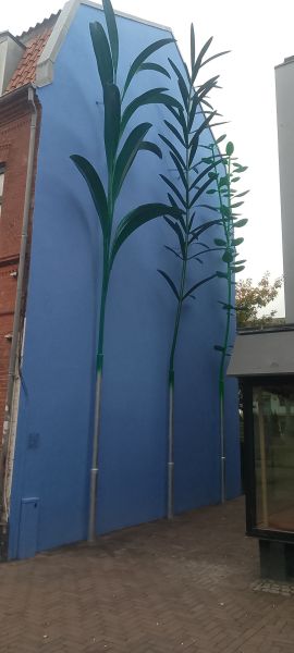 Fil:Blomster klostergade 2026.jpg